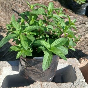Black Mint Plant