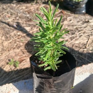 Rosemary Plant