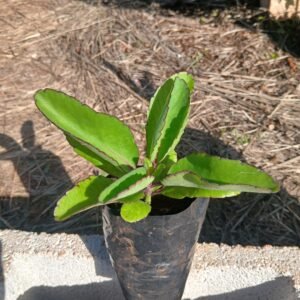 Leaf of Life Plant