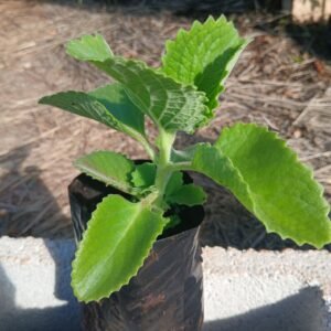 Cuban Oregano Plant