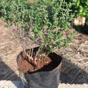 Thyme Plant