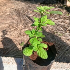 Cullen Mint Plant